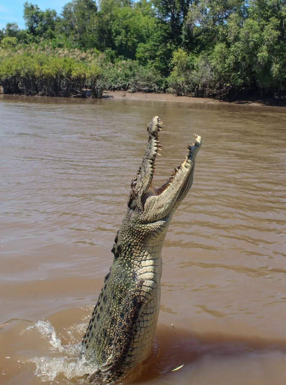 Turistic Service | What’s the Local Opinion on the “Authentic” Jumping Crocodile Cruise Experience? How Good Crews Keep It Ethical
