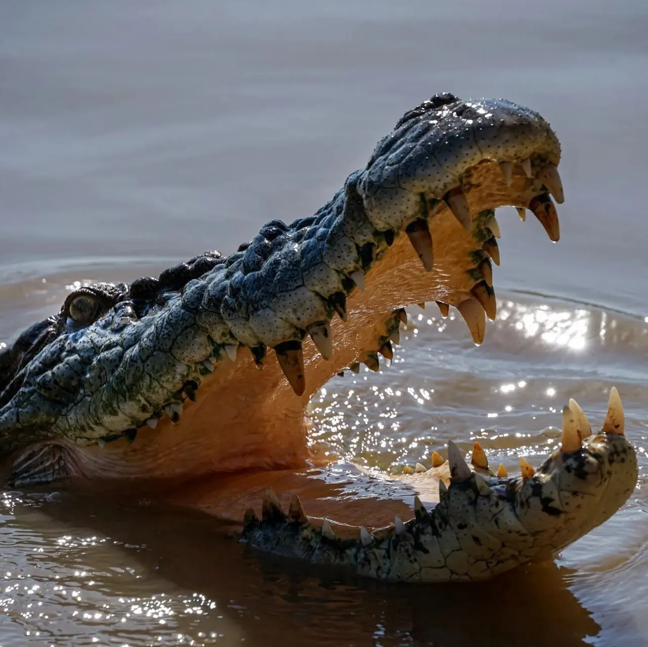 Turistic Service | What’s the Local Opinion on the “Authentic” Jumping Crocodile Cruise Experience? Jumping Crocodile Cruise