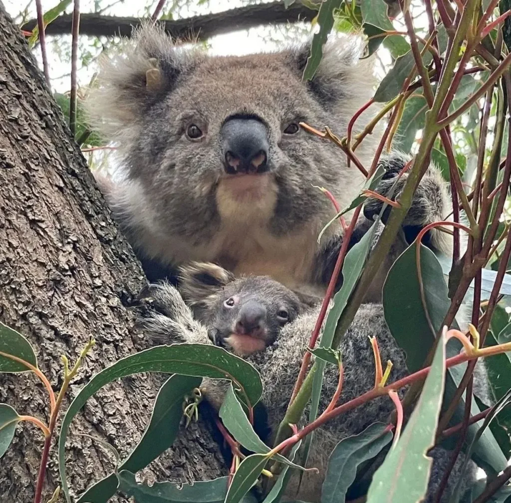 Koala Conservation Centre