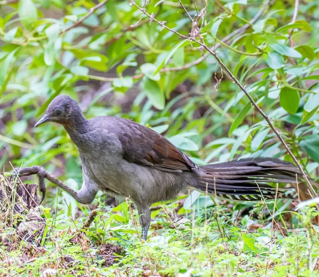 Lyrebirds, Blue Mountains