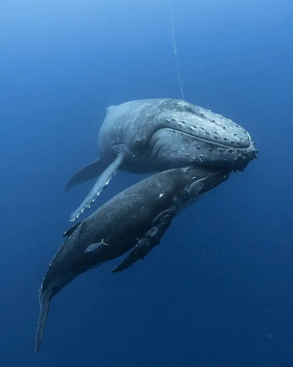 Turistic Service | The 'Sleep on the Reef' Guide: Comparing Reefsleep vs. Luxury Liveaboards Marine Life Encounters, What You Might Run Into