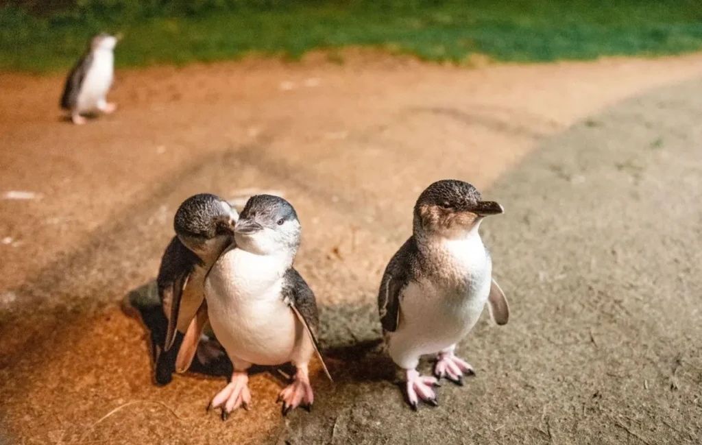 Penguin Parade