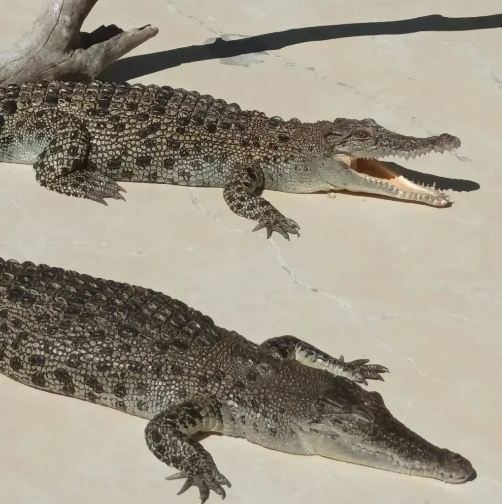 Turistic Service | Swimming with Crocodiles? The Cage of Death Experience in Darwin Saltwater Crocodiles