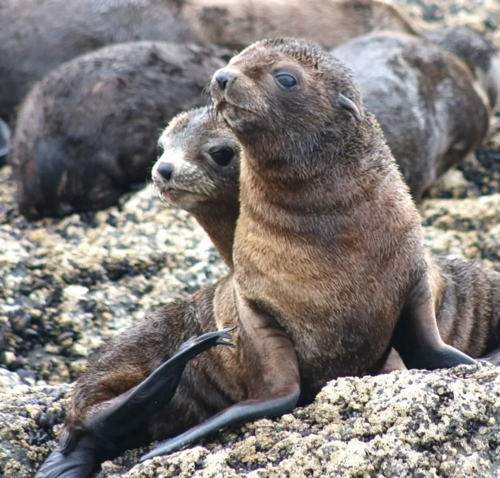 Seal Rocks