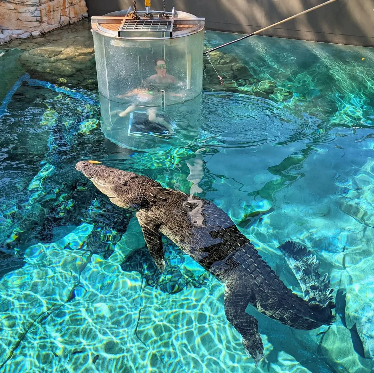 Swimming with Crocodiles? The Cage of Death Experience in Darwin