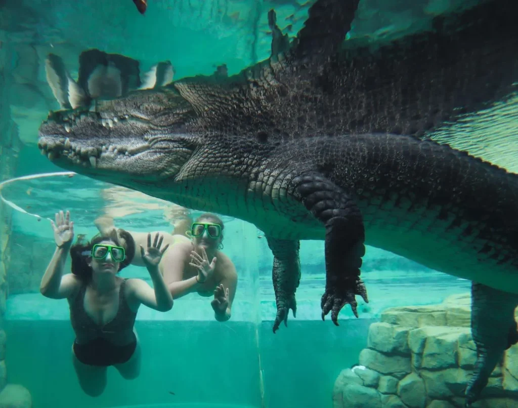 Turistic Service | Swimming with Crocodiles? The Cage of Death Experience in Darwin The Ultimate Adrenaline Fix