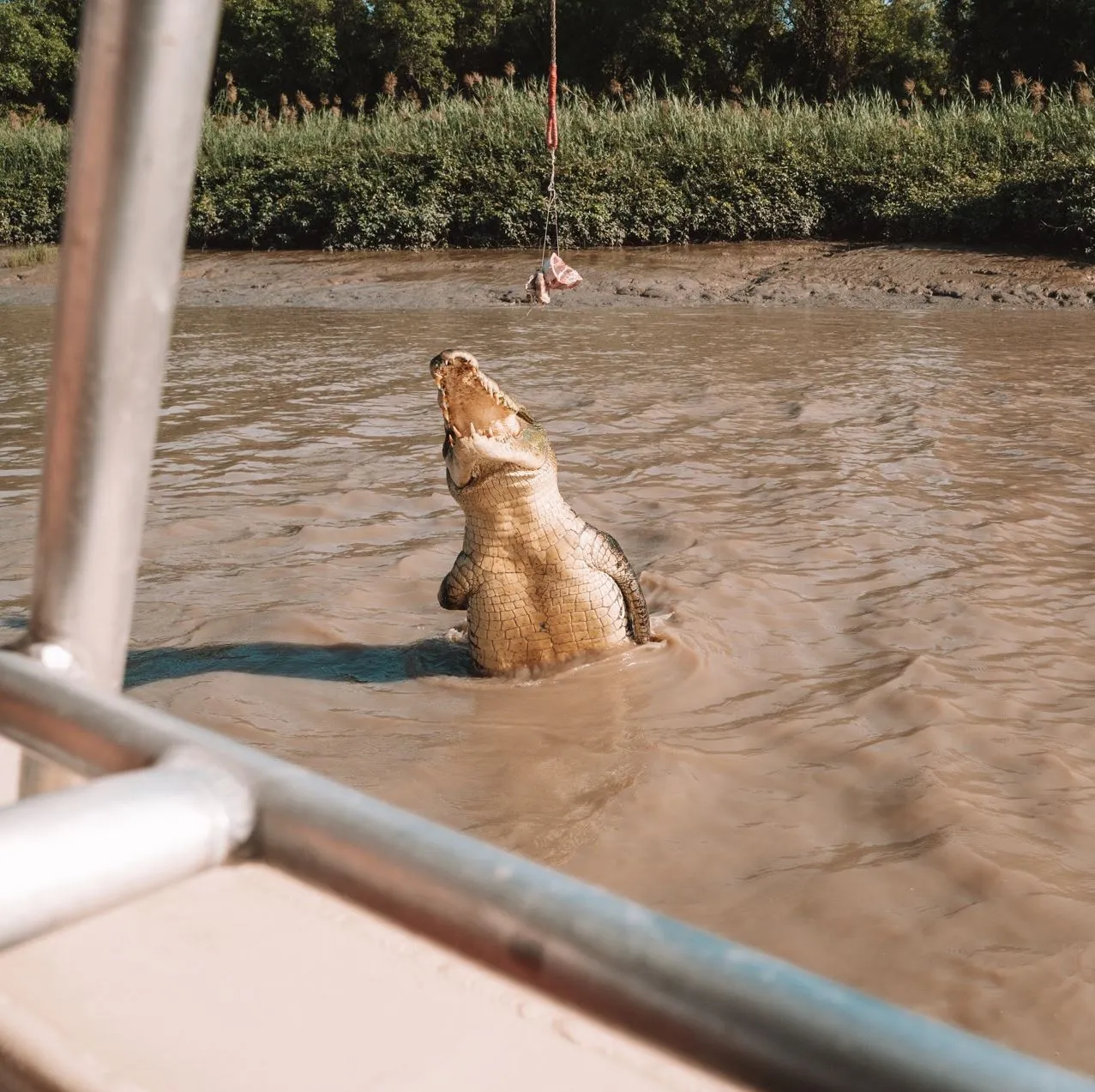 Turistic Service | What’s the Local Opinion on the “Authentic” Jumping Crocodile Cruise Experience? What Locals Say About Adelaide River
