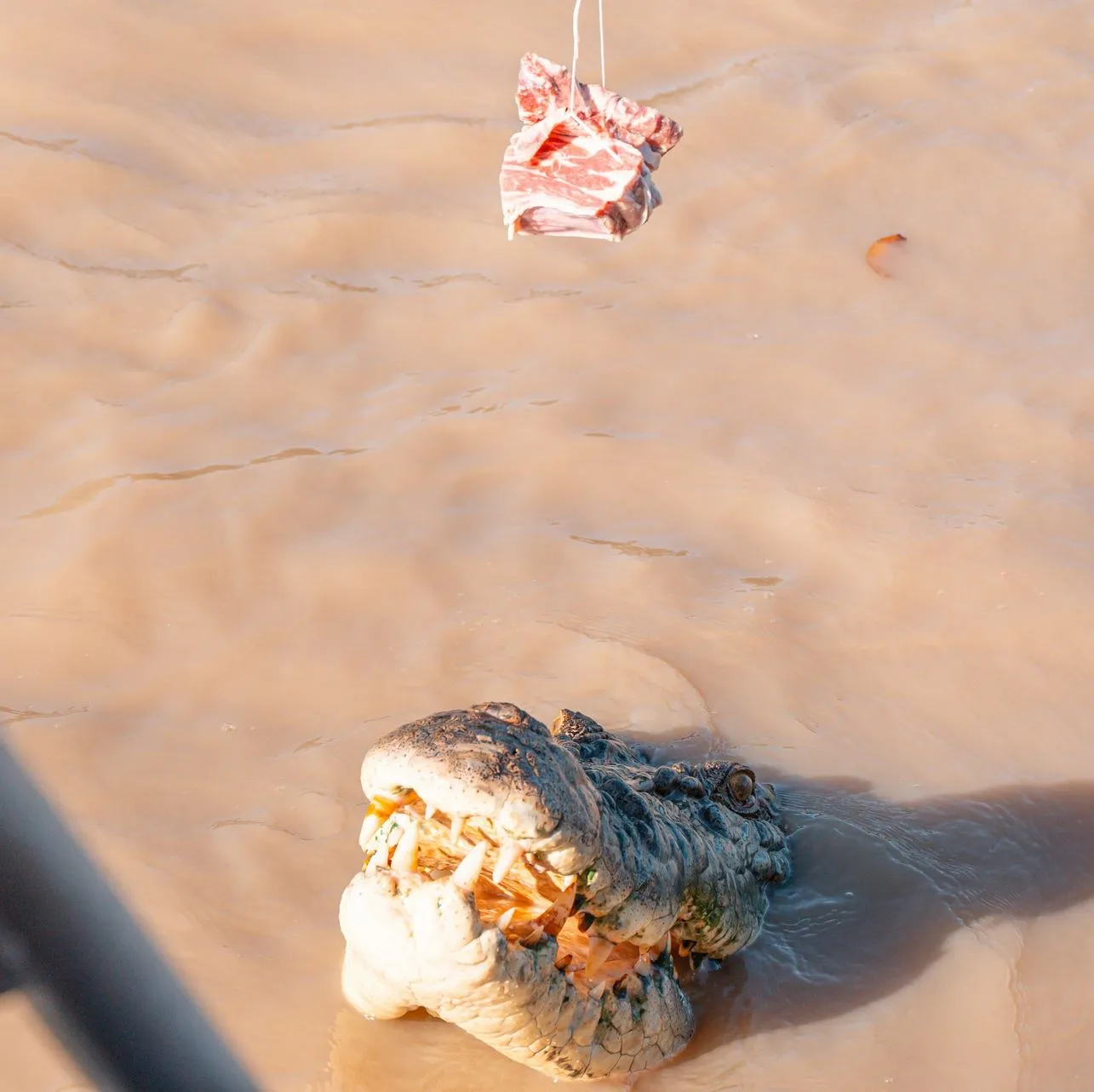 Turistic Service | What’s the Local Opinion on the “Authentic” Jumping Crocodile Cruise Experience? What Makes the Adelaide River Really Stand Out