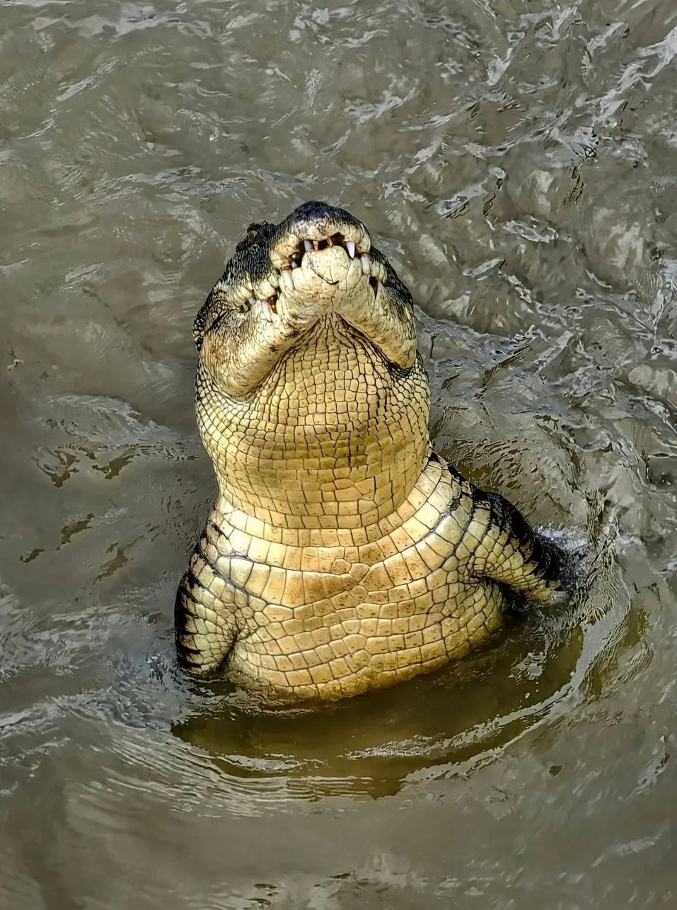 Turistic Service | What’s the Local Opinion on the “Authentic” Jumping Crocodile Cruise Experience? What You Actually Witness in Croc Country