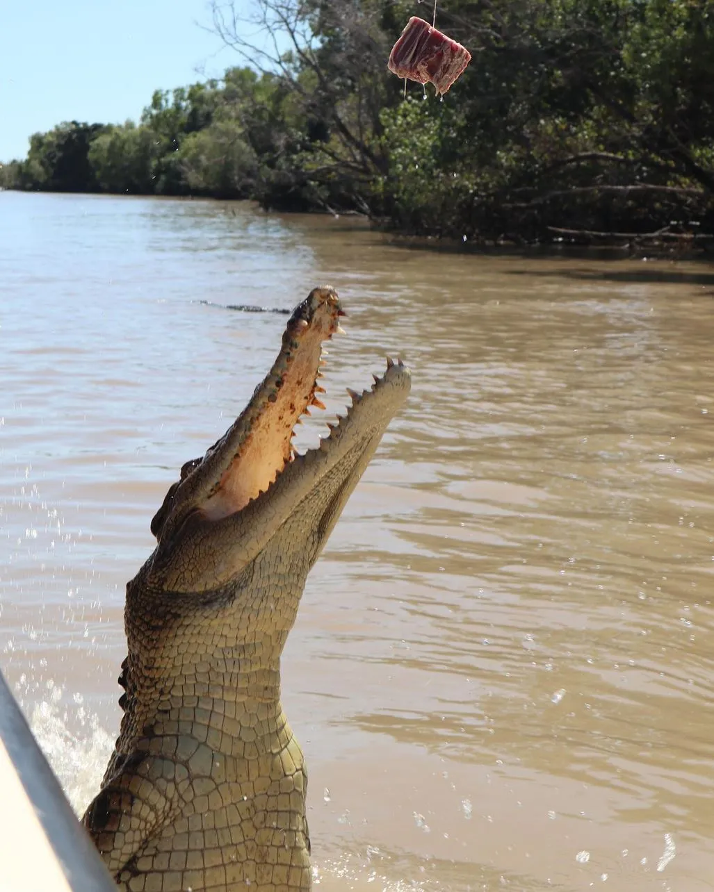 What’s the Local Opinion on the “Authentic” Jumping Crocodile Cruise Experience?