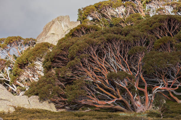 Premier Camping Options in Kosciuszko National Park