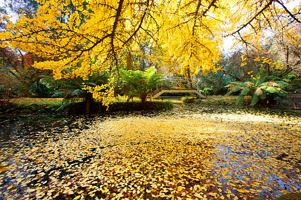 Turistic Service | Visiting Dandenong Ranges Botanic Garden: A Seasonal Guide